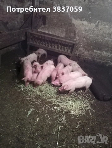 Продавам малки прасета 