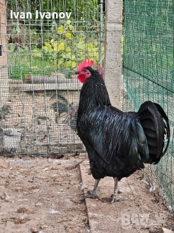 Австралорп,юнско петле  , снимка 4 - Кокошки и пуйки - 52139919