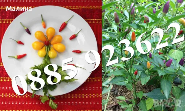 Био Семена Чери Домати Люти Чушки Стари Селски Сортове и Тютюн, снимка 6 - Сортови семена и луковици - 39081592