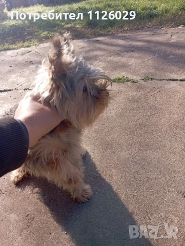 Продават се мъжки и женски йоркита , снимка 11 - Йоркширски териер - 52965005