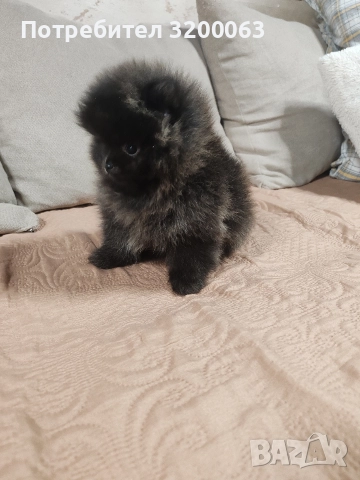 Померан мини мъжки и женско , снимка 2 - Померан - 52878318