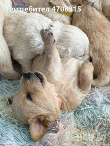 Голдън ретривър момче , снимка 7 - Голдън ретривър - 53384772