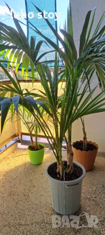 Палма Кенция и Арека , снимка 1