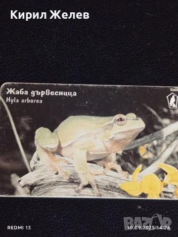 Три фонокарти тема ЖИВОТНИ ТАРАЛЕЖ, БУХАЛ,ЖАБА за КОЛЕКЦИЯ 42295, снимка 4 - Колекции - 51666463