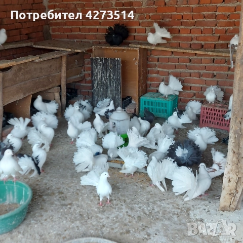 Продавам гълъби Финерлии - бели, сиви и пъстри, снимка 8 - Гълъби - 52268397