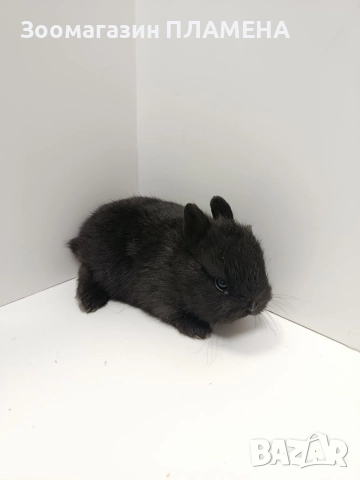 Мини зайчета , снимка 7 - Декоративни зайчета - 52481352