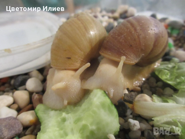 Гигантски Африкански охлюви