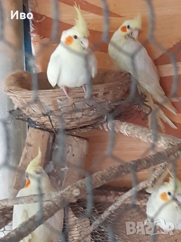 Ръчно хранени папагали , снимка 18 - Папагали - 37739280