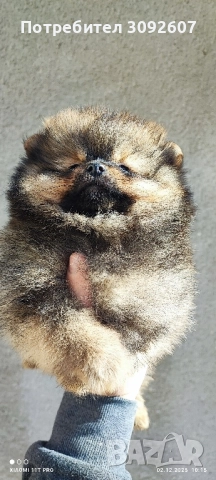 Померан чета мъжки и женски , снимка 6 - Померан - 52646640
