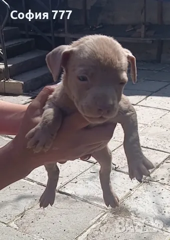 топ малки страхотни бебета от добри родители, снимка 11 - Питбул - 50029436