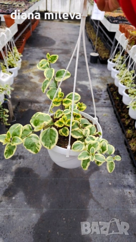 Кошница с вариегатна Винка, Vinca major Variegata, снимка 10 - Градински цветя и растения - 53249593