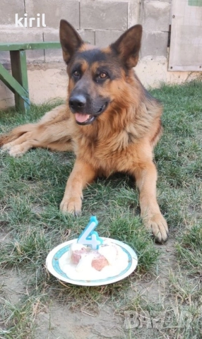 Хотел за кучета - Игри на воля , снимка 5 - Други услуги - 52645885