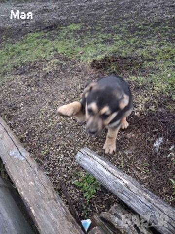 Бебета копойчета, снимка 5 - Други - 52566062