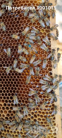 Пчелни майки и отводки-2026г., снимка 6 - За пчели - 50596376