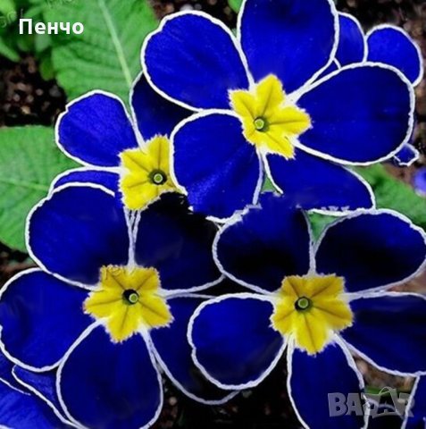 100 бр редки семена от цвете цветя синя вечерна иглика лесни за засаждане в градината градински деко, снимка 1 - Стайни растения - 28091369