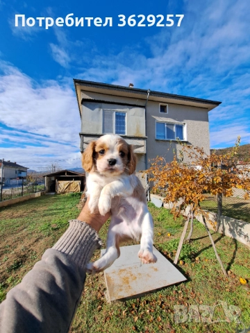 Кавалер кинг чараз шпаньол, снимка 4 - Кавалер кинг чарлз шпаньол - 52618724