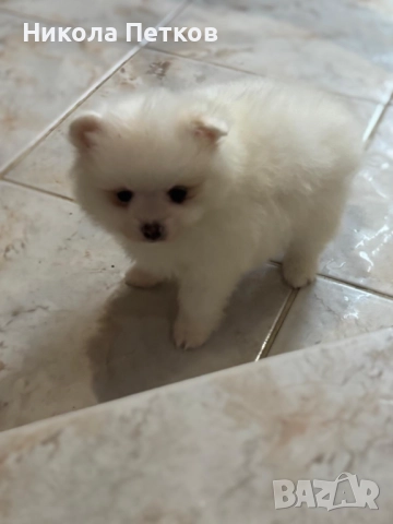 Померан мини , снимка 3 - Померан - 52597687