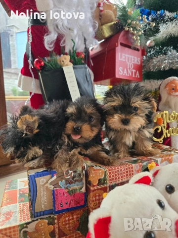 мини йоркширски териер, снимка 3 - Йоркширски териер - 52857178