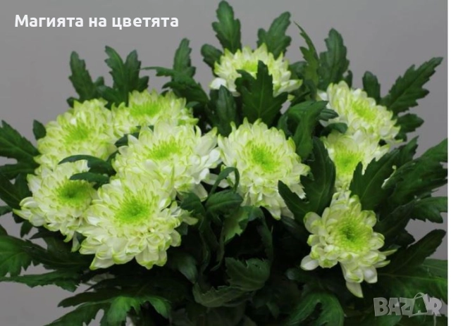 Хризантеми Зембла 3 цвята, снимка 1