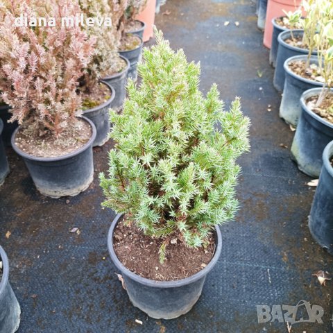 Хвойна Стрикта, Juniperus Stricta!!!, снимка 9 - Градински цветя и растения - 39272499