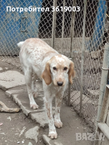 Английски сетер , снимка 4 - Английски сетери - 52886877