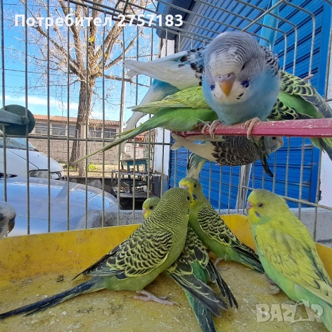 продавам вълнисти млади 2025, снимка 4 - Папагали - 52513193