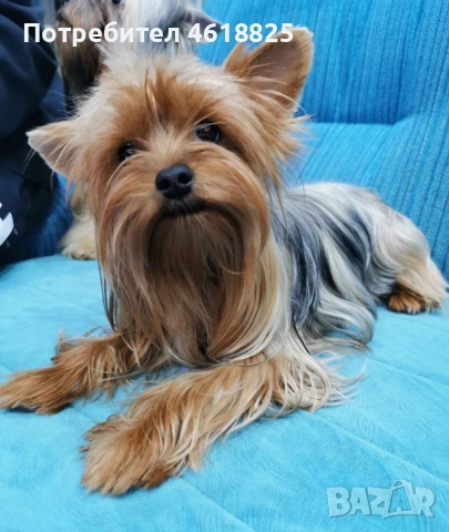 Йоркширски териери , снимка 8 - Йоркширски териер - 53220749