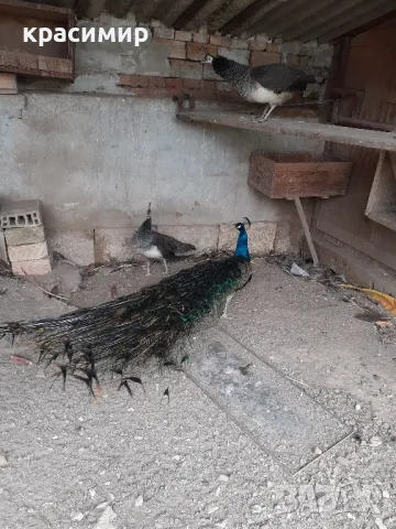 Пауни , снимка 1