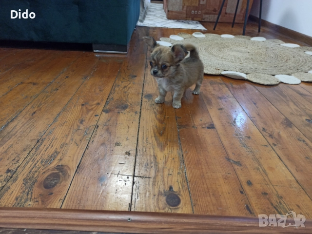 Продавам мъжко чихуахуа, снимка 1