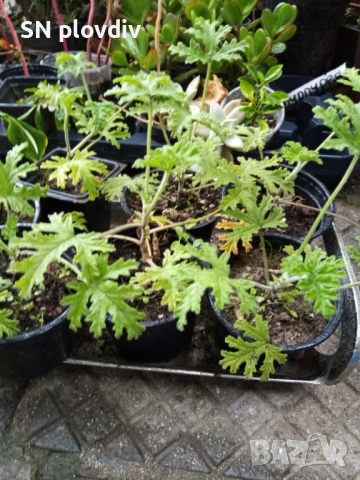 Индрише, снимка 2 - Градински цветя и растения - 52183119