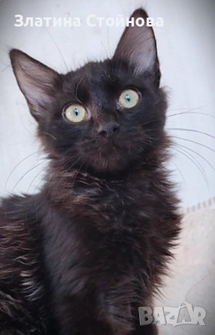 Таласъмчо търси любящи стопани и семейство