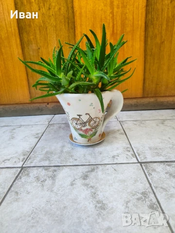 Алое, снимка 2 - Стайни растения - 51351260