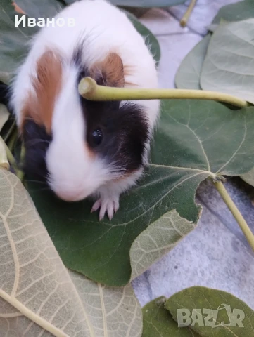 морски свинчета и мини зайчета., снимка 2 - Декоративни зайчета - 51290371