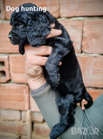 Кокер-спрингер шпаньол момче и момиче шпаньоли 