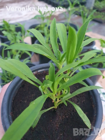 Многогодишен карамфил, снимка 5 - Разсади - 52227503