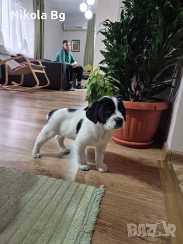 продаваме лабрадор , снимка 7 - Лабрадор ретривър - 53063685