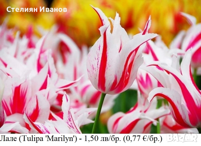 Лале (Tulipa 'Marilyn') – луковици
