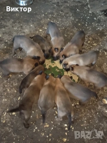 Кученца порода белгийска овчарка / малиноа, снимка 1