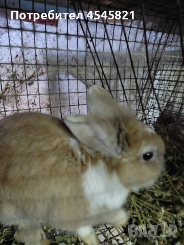 Мини зайче Лъвска глава, снимка 2 - Декоративни зайчета - 53485565