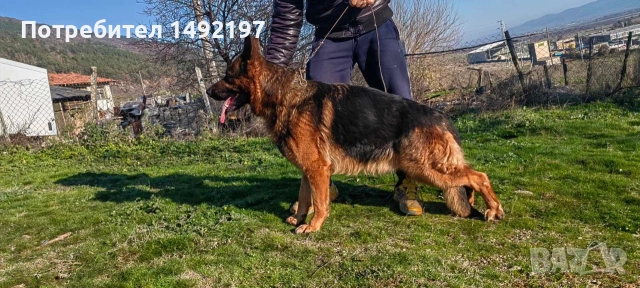 Сръбско мъжко куче немска овчарка за разплод със всички документи.