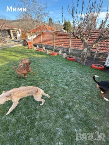 Ловни кучета, снимка 12 - Други - 53111116