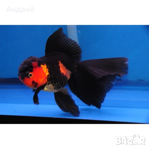 Оранди ( Златни рибки), снимка 7 - Рибки - 51499080
