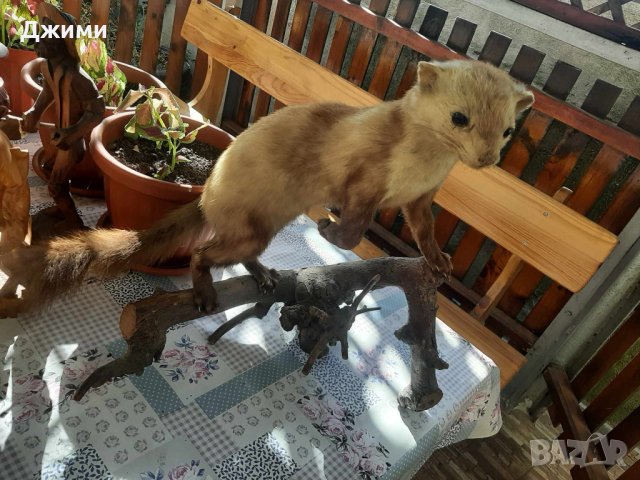 перфектно препарирана белка, снимка 5 - Антикварни и старинни предмети - 43335419