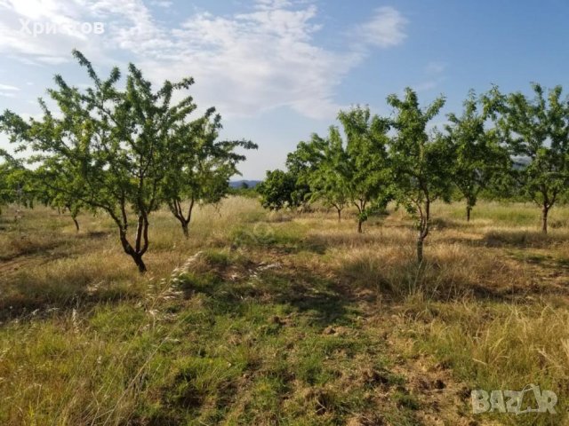 Бадеми , екологично отглеждани, снимка 4 - Други - 38952163