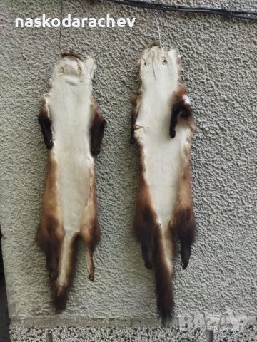 Професионално обработена от майстор кожар кожа от белка, бялка, снимка 12 - Декорация за дома - 43792723