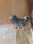 Пазарджишки гълъби, снимка 9