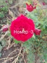 Щамбови рози , снимка 4