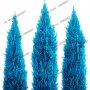 100 бр. семена кипарис синя елха бор сини иглолистни кипарисови дървета бонсай екзотични за градина , снимка 10