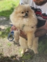 Мъжки Померан - Разплод , снимка 4