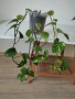 Алое Вера,сциндапсус,драцена,традесканция и хлорофитум, снимка 2